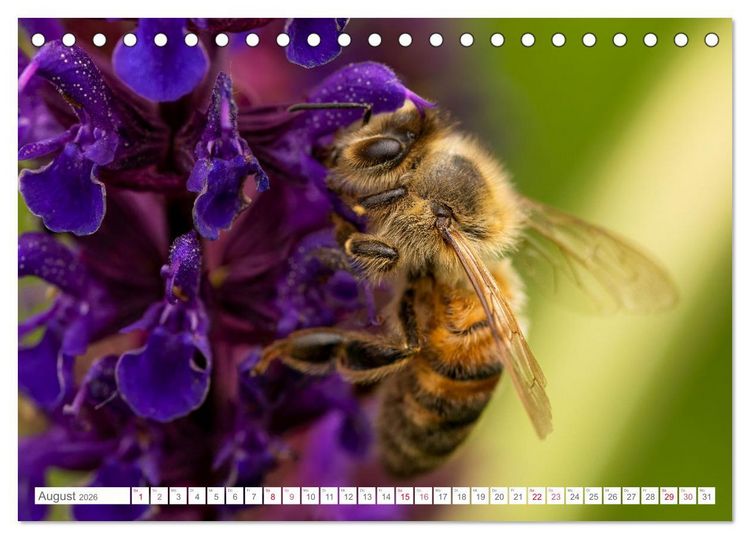 Produktbild: In der Natur unterwegs (Tischkalender 2026 DIN A5 quer), CALVENDO Monatskalender