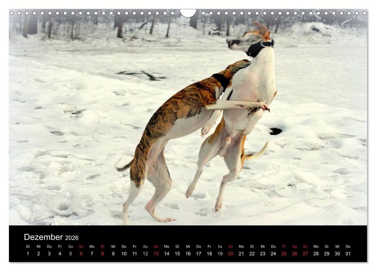 Produktbild: Whippets in Aktion (Wandkalender 2026 DIN A3 quer), CALVENDO Monatskalender