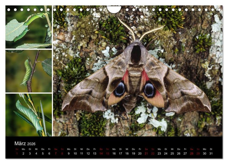 Produktbild: Schmetterlinge - Wunder der Verwandlung (Wandkalender 2026 DIN A4 quer), CALVENDO Monatskalender