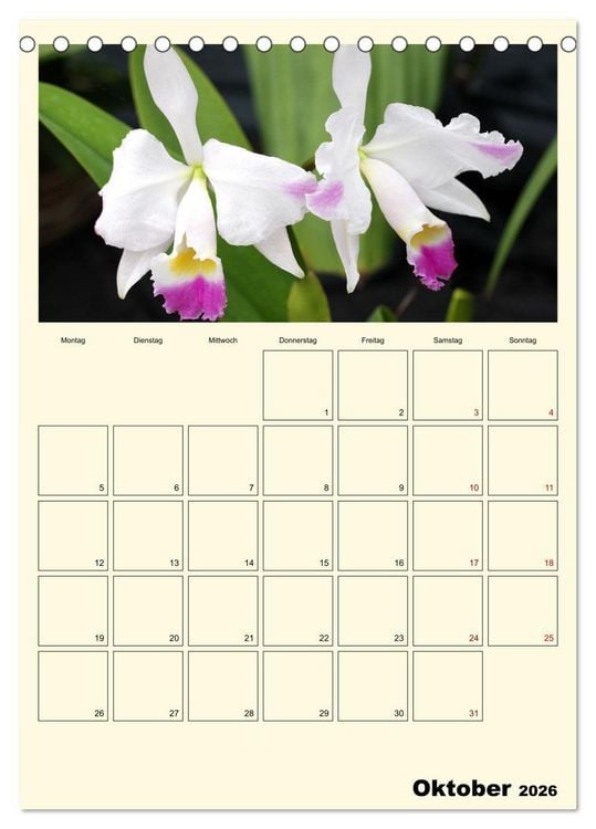 Produktbild: Orchideentr&auml;ume (Tischkalender 2026 DIN A5 hoch), CALVENDO Monatskalender