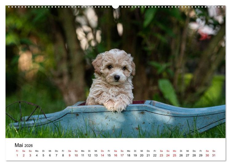 Produktbild: Maltipoo Welpen (Wandkalender 2026 DIN A2 quer), CALVENDO Monatskalender