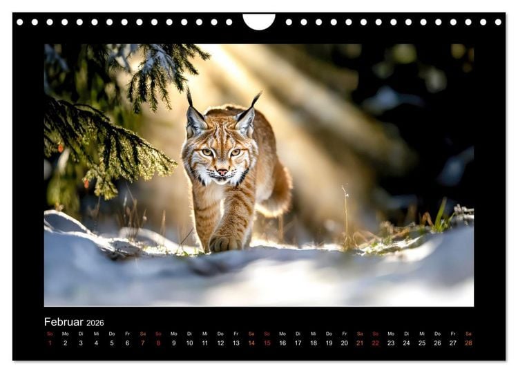 Produktbild: Geheimnisvolle Wildnis Deutschlands (Wandkalender 2026 DIN A4 quer), CALVENDO Monatskalender