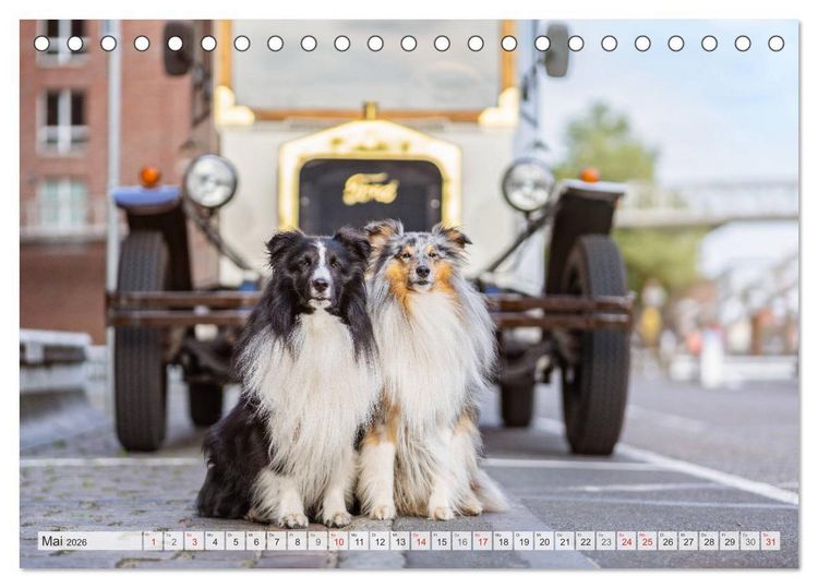 Produktbild: Hamburger Hafencity - Unterwegs mit den Shelties Finn und Louis (Tischkalender 2026 DIN A5 quer), CALVENDO Monatskalender