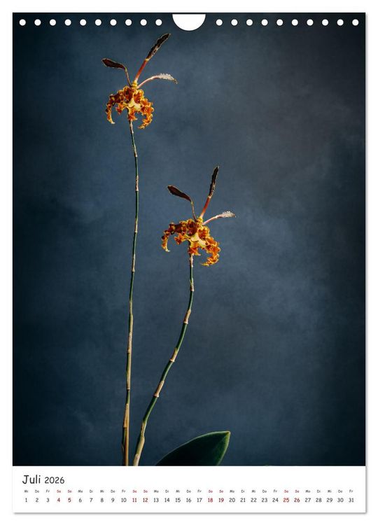Produktbild: Orchideen Zauber (Wandkalender 2026 DIN A4 hoch), CALVENDO Monatskalender