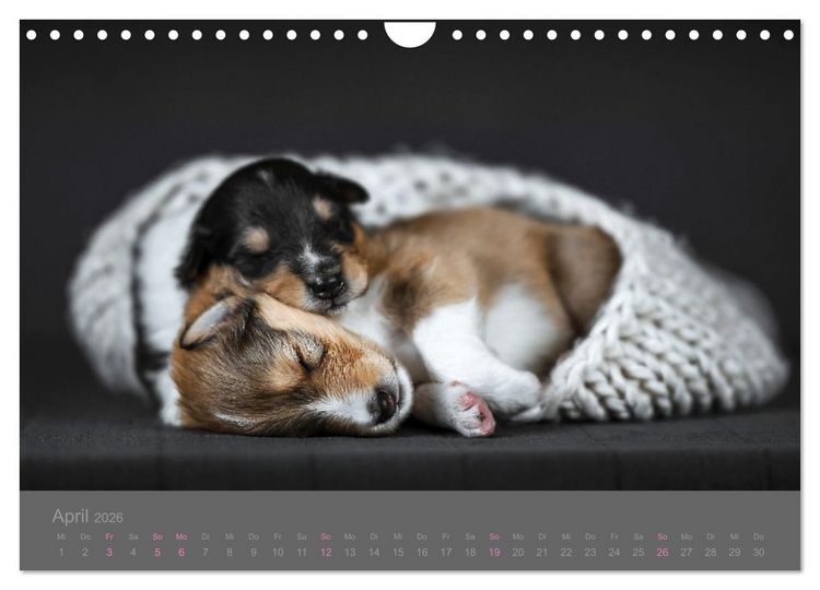 Produktbild: Collie Welpen einfach zuckers&uuml;&szlig; (Wandkalender 2026 DIN A4 quer), CALVENDO Monatskalender