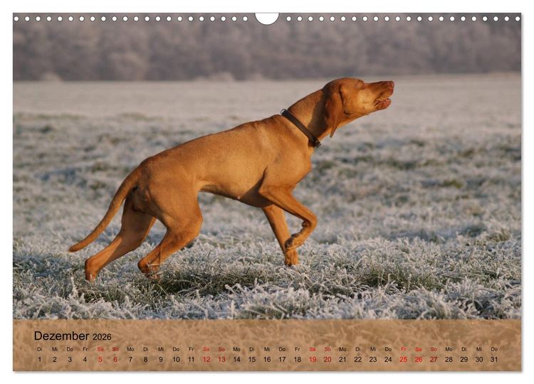 Produktbild: Magyar Vizsla - Ungarischer Vorstehhund (Wandkalender 2026 DIN A3 quer), CALVENDO Monatskalender