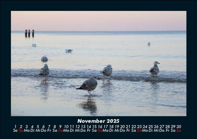 Produktbild: M&ouml;wen 2025 Fotokalender DIN A5