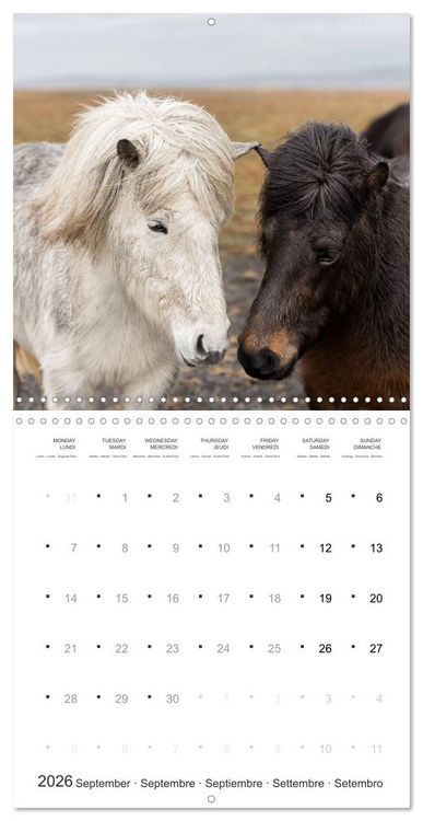 Produktbild: Icelandic Horses - wild and free (Wall Calendar 2026 12 &times; 12 Inch) CALVENDO 12 Month Wall Calendar