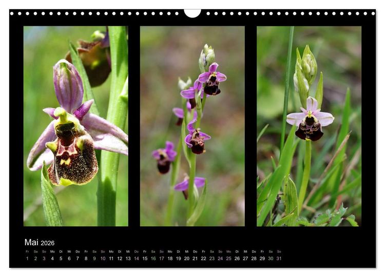 Produktbild: Heimische Orchideen im Dreierpack (Wandkalender 2026 DIN A3 quer), CALVENDO Monatskalender