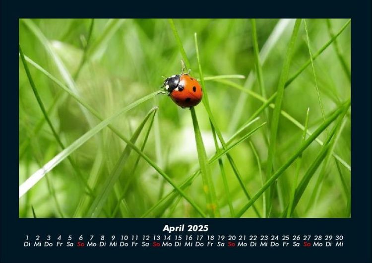 Produktbild: Natur 2025 Fotokalender DIN A4