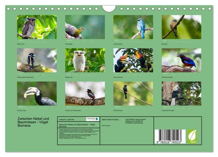 Produktbild: Zwischen Nebel und Baumriesen - V&ouml;gel Borneos (Wandkalender 2026 DIN A4 quer), CALVENDO Monatskalender