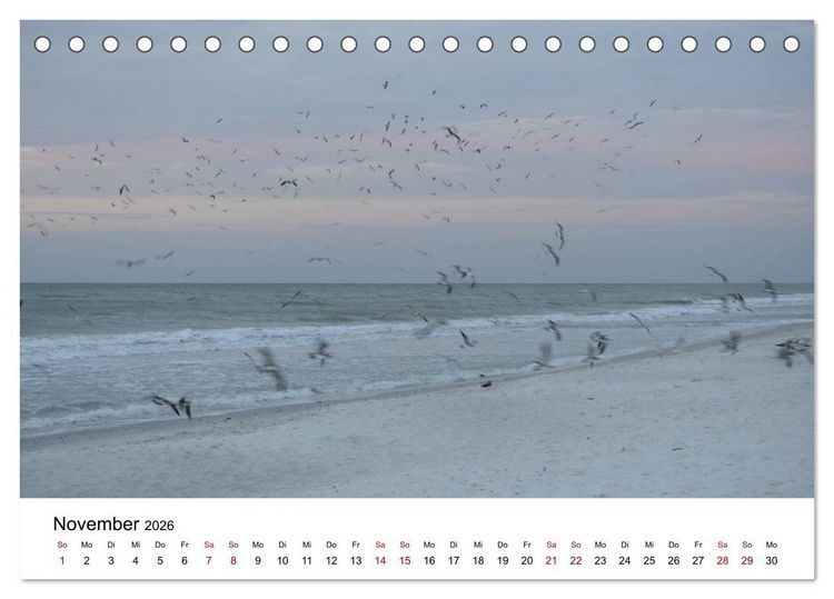 Produktbild: M&ouml;wen am Meer (Tischkalender 2026 DIN A5 quer), CALVENDO Monatskalender