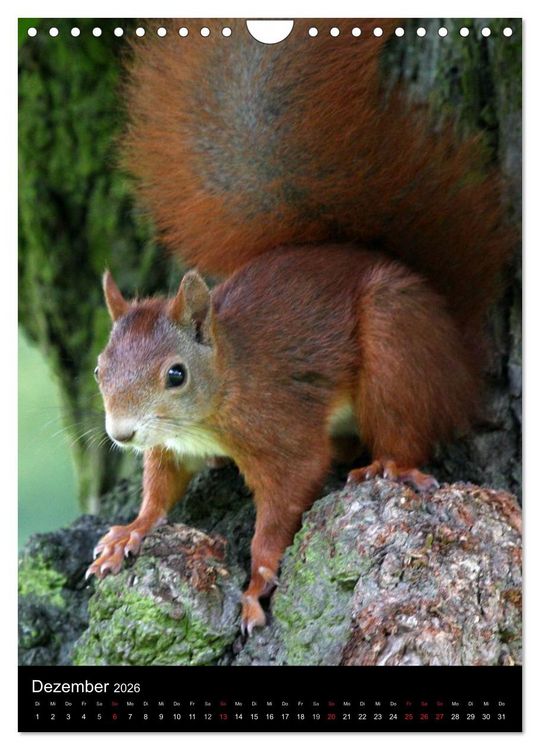 Produktbild: Eichh&ouml;rnchen (Wandkalender 2026 DIN A4 hoch), CALVENDO Monatskalender