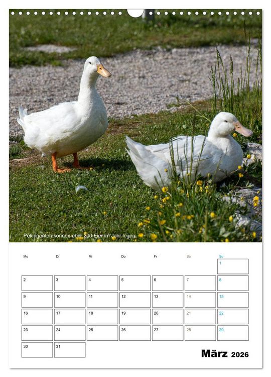 Produktbild: Liebenswerte Landtiere (Wandkalender 2026 DIN A3 hoch), CALVENDO Monatskalender