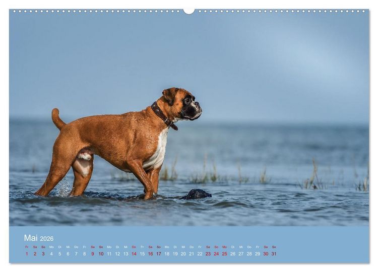 Produktbild: Fantastische Boxer - Sieger der Herzen (Wandkalender 2026 DIN A2 quer), CALVENDO Monatskalender