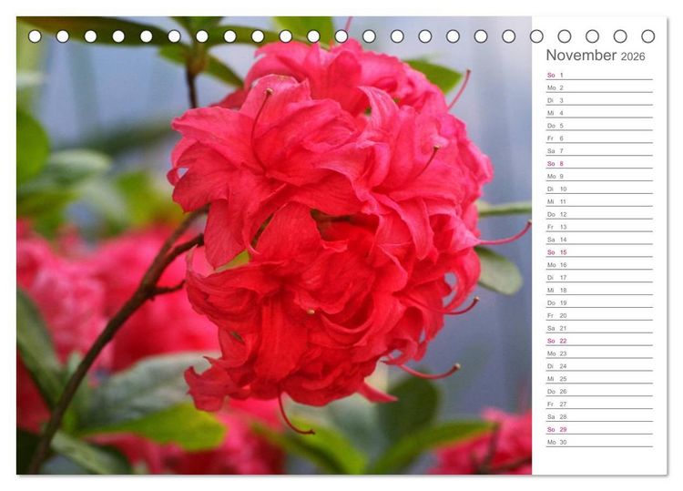 Produktbild: Rhododendron Sch&ouml;nheiten im Garten (Tischkalender 2026 DIN A5 quer), CALVENDO Monatskalender