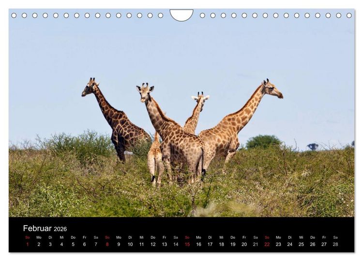 Produktbild: Giraffen &ndash; Faszination der Wildnis (Wandkalender 2026 DIN A4 quer), CALVENDO Monatskalender