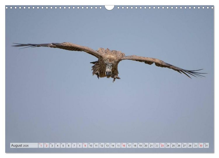 Produktbild: Emotionale Momente: Afrika Wildlife Part 2 / CH-Version (Wandkalender 2026 DIN A3 quer), CALVENDO Monatskalender