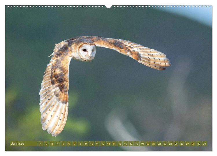Produktbild: Wildtiere des Waldes: Hier wird der Mythos Wald lebendig (Wandkalender 2026 DIN A2 quer), CALVENDO Monatskalender