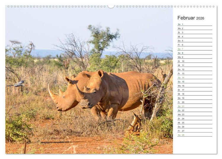 Produktbild: Nash&ouml;rner - Sanfte Riesen (hochwertiger Premium Wandkalender 2026 DIN A2 quer), Kunstdruck in Hochglanz