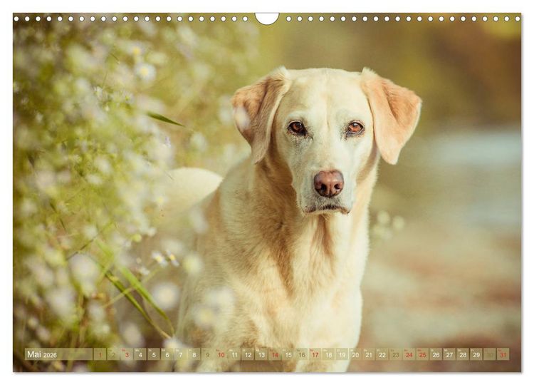 Produktbild: Faszination Labrador - gelb, foxred, schwarz (Wandkalender 2026 DIN A3 quer), CALVENDO Monatskalender