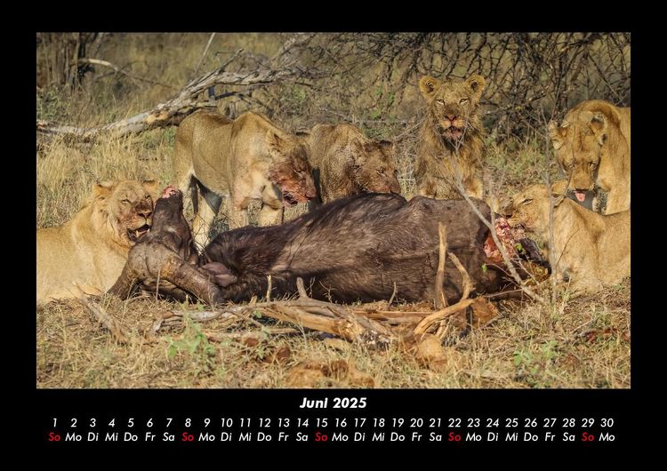 Produktbild: L&ouml;wen in der Wildnis 2025 Fotokalender DIN A3