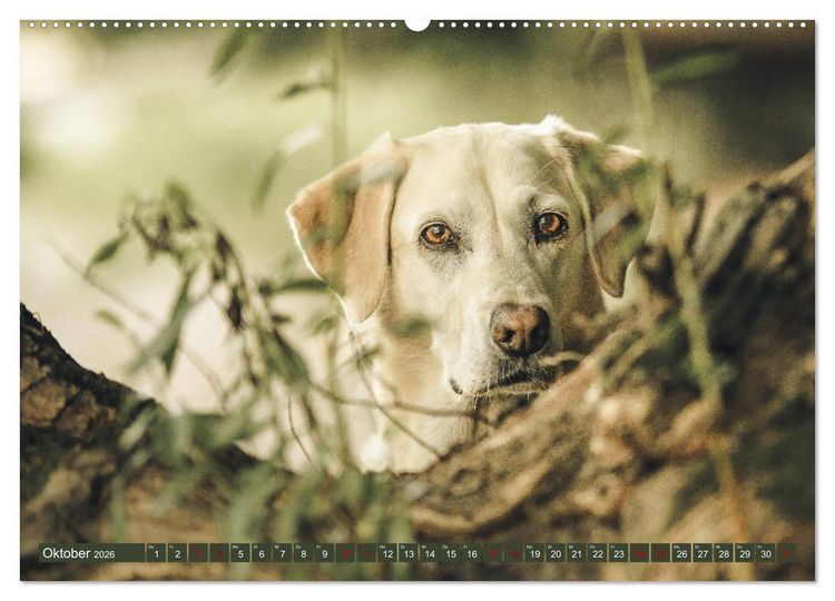 Produktbild: Labrador Trio - 3 Farben, 3 Freunde (hochwertiger Premium Wandkalender 2026 DIN A2 quer), Kunstdruck in Hochglanz