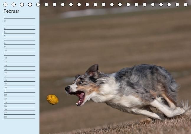 Produktbild: Der Border Collie Geburtstagskalender (Tischkalender immerw&auml;hrend DIN A5 quer)