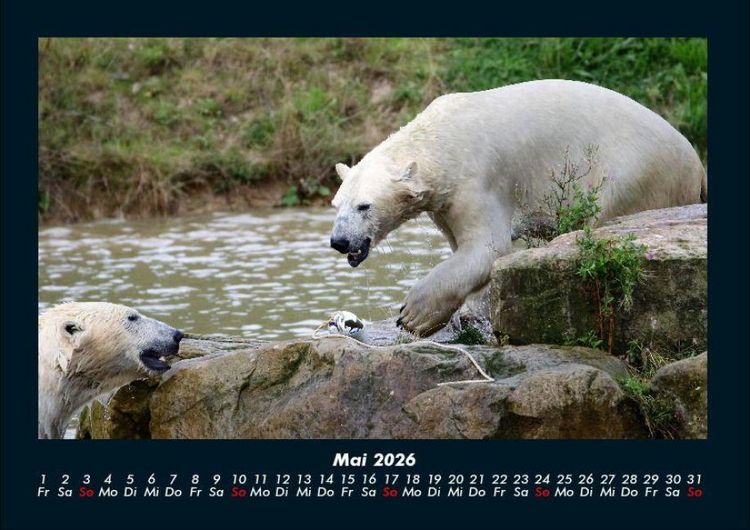 Produktbild: Welt der Tiere 2026 Fotokalender DIN A4