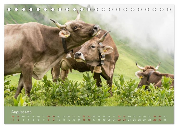 Produktbild: Allg&auml;uer Rindvieh 2026 (Tischkalender 2026 DIN A5 quer), CALVENDO Monatskalender