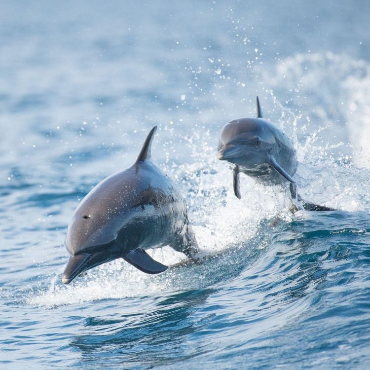 Produktbild: Delfine / Dolphins 2027