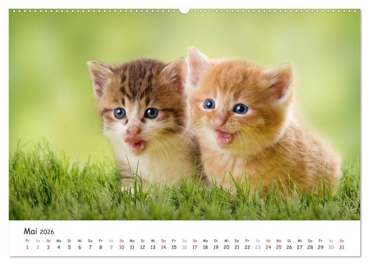 Produktbild: K&auml;tzchen 2026 (hochwertiger Premium Wandkalender 2026 DIN A2 quer), Kunstdruck in Hochglanz