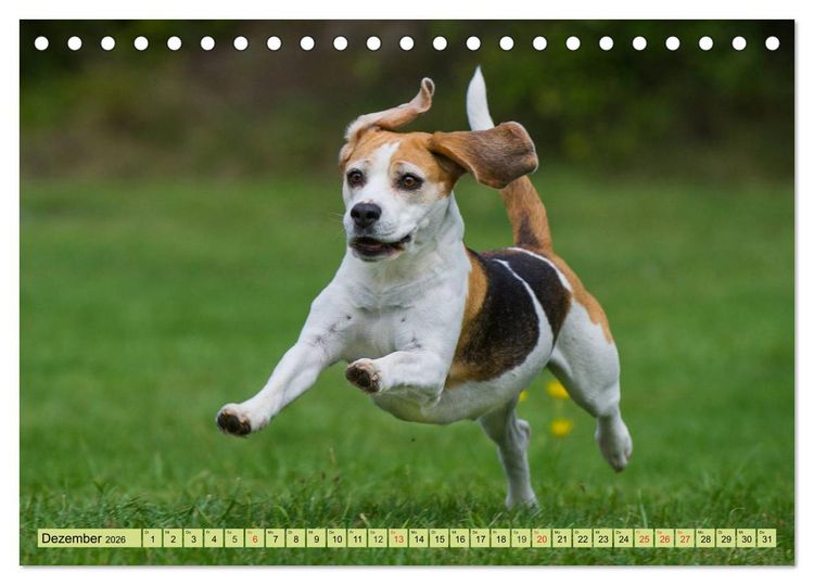 Produktbild: Beagle - Herz auf 4 Pfoten (Tischkalender 2026 DIN A5 quer), CALVENDO Monatskalender
