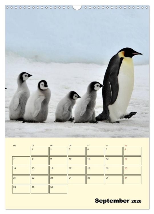 Produktbild: Pinguine. Wackeln im Thermo-Frack (Wandkalender 2026 DIN A3 hoch), CALVENDO Monatskalender