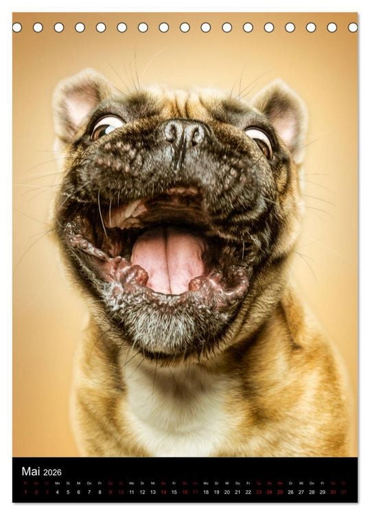 Produktbild: Funny Faces - Lustige Hundebilder (Tischkalender 2026 DIN A5 hoch), CALVENDO Monatskalender