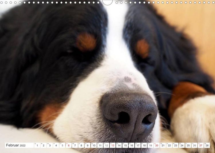Produktbild: Tierisch nahe Berner-Portr&auml;ts (Wandkalender 2022 DIN A3 quer)