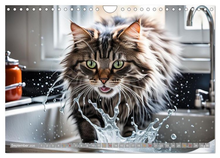 Produktbild: Hier kommt Mietzi (Wandkalender 2026 DIN A4 quer), CALVENDO Monatskalender