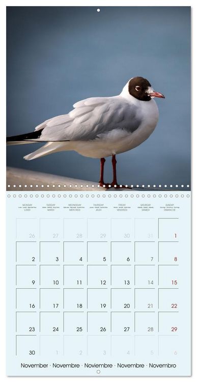Produktbild: Les oiseaux du lac L&eacute;man (Calendrier mural carr&eacute; 2026 30x30 cm) Calendrier double avec une page pour vos prises de notes