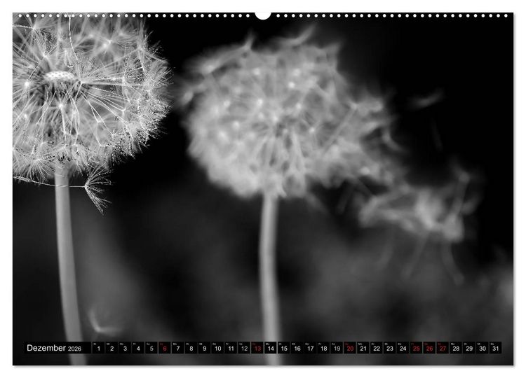 Produktbild: Pusteblume - Impressionen in schwarzwei&szlig; (Wandkalender 2026 DIN A2 quer), CALVENDO Monatskalender