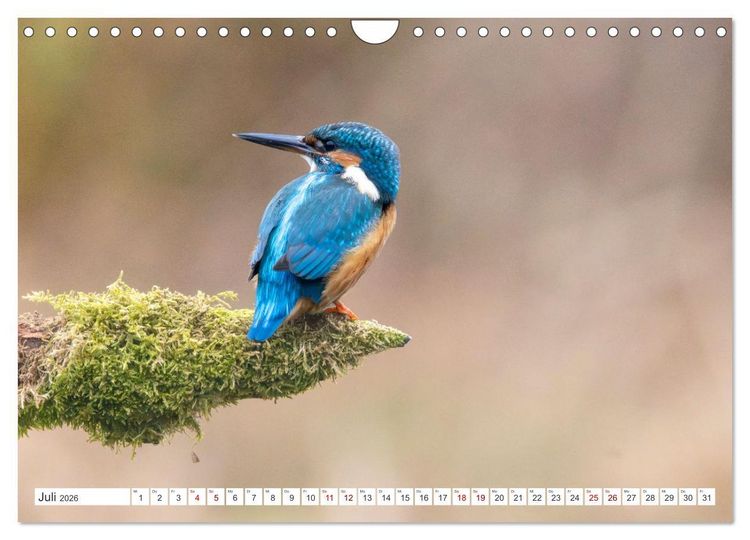 Produktbild: Der blaue Diamant - Fotos vom Eisvogel (Wandkalender 2026 DIN A4 quer), CALVENDO Monatskalender