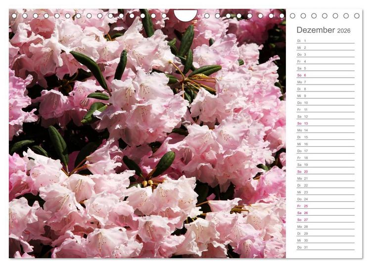 Produktbild: Rhododendron Sch&ouml;nheiten im Garten (Wandkalender 2026 DIN A4 quer), CALVENDO Monatskalender
