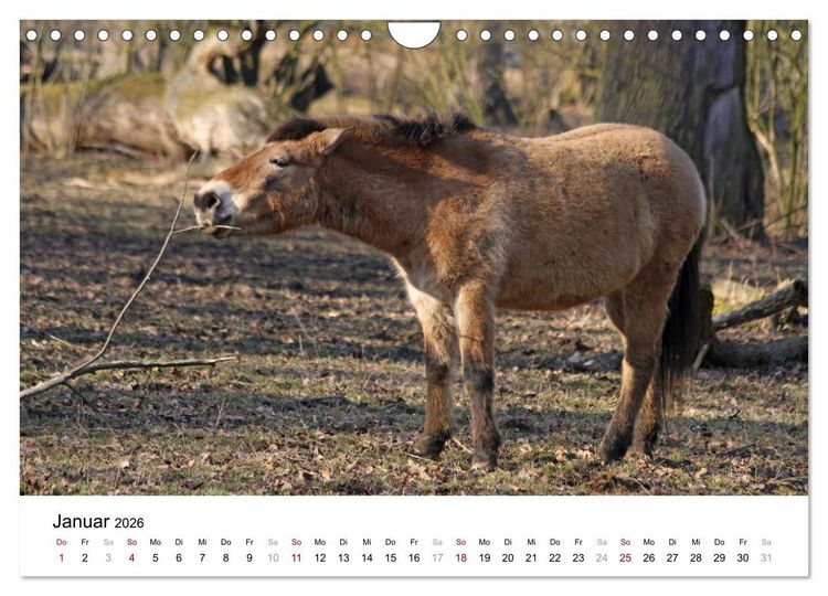 Produktbild: Faszination Przewalski-Pferde (Wandkalender 2026 DIN A4 quer), CALVENDO Monatskalender