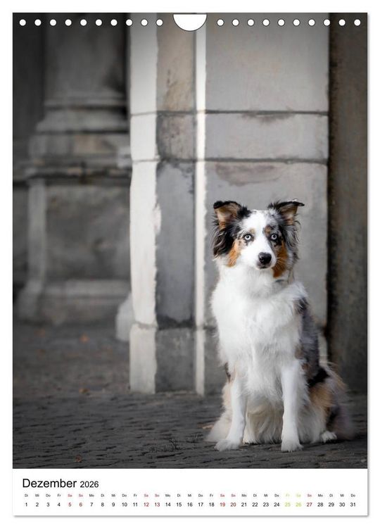 Produktbild: Australian Shepherd - Beste Freunde (Wandkalender 2026 DIN A4 hoch), CALVENDO Monatskalender