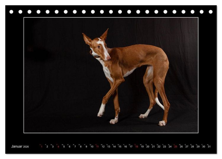 Produktbild: Windhunde - Schnelle Sch&ouml;nheiten (Tischkalender 2026 DIN A5 quer), CALVENDO Monatskalender