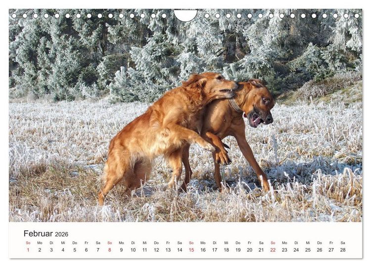 Produktbild: Rhodesian Ridgeback Sch&ouml;nheit aus Afrika (Wandkalender 2026 DIN A4 quer), CALVENDO Monatskalender