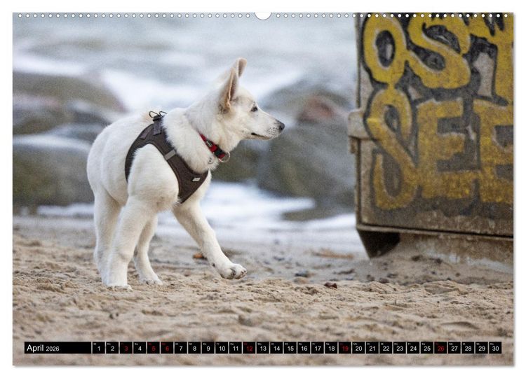 Produktbild: Berger Blanc Suisse - Weggef&auml;hrten auf 4 Pfoten (hochwertiger Premium Wandkalender 2026 DIN A2 quer), Kunstdruck in Hochglanz