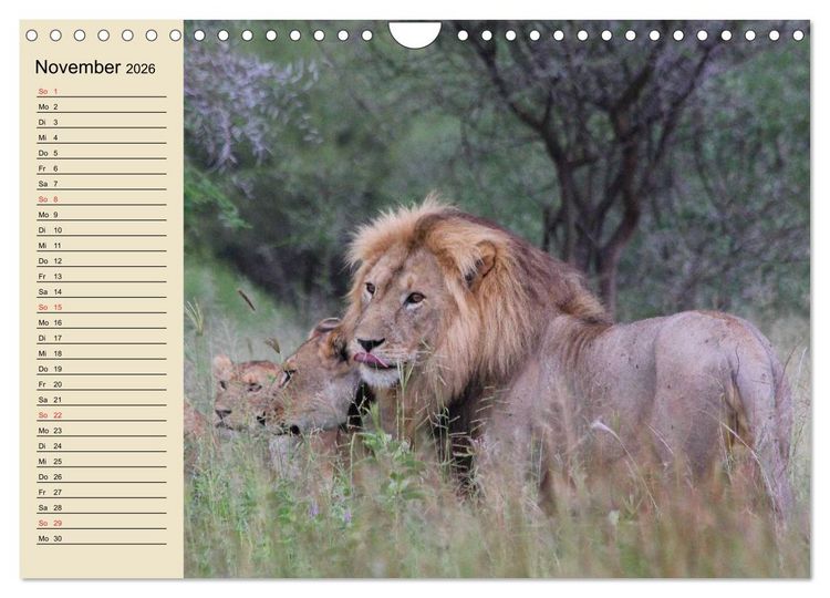 Produktbild: L&ouml;wen in freier Wildbahn (Wandkalender 2026 DIN A4 quer), CALVENDO Monatskalender