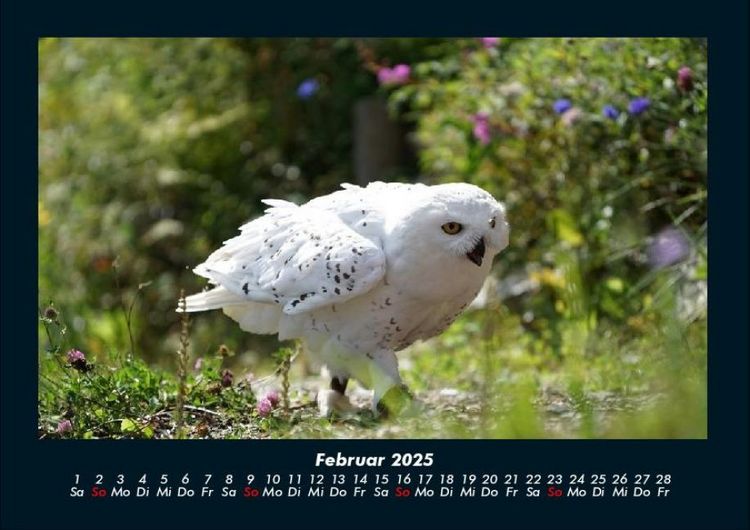Produktbild: Vogelparadies 2025 Fotokalender DIN A4