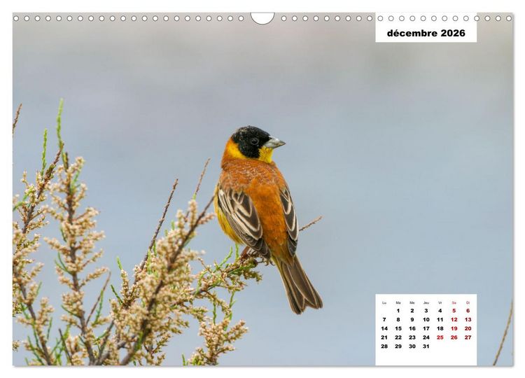 Produktbild: Les habitants de Lesbos Ile des cyclades (Calendrier mural 2026 DIN A3 vertical), CALVENDO calendrier mensuel