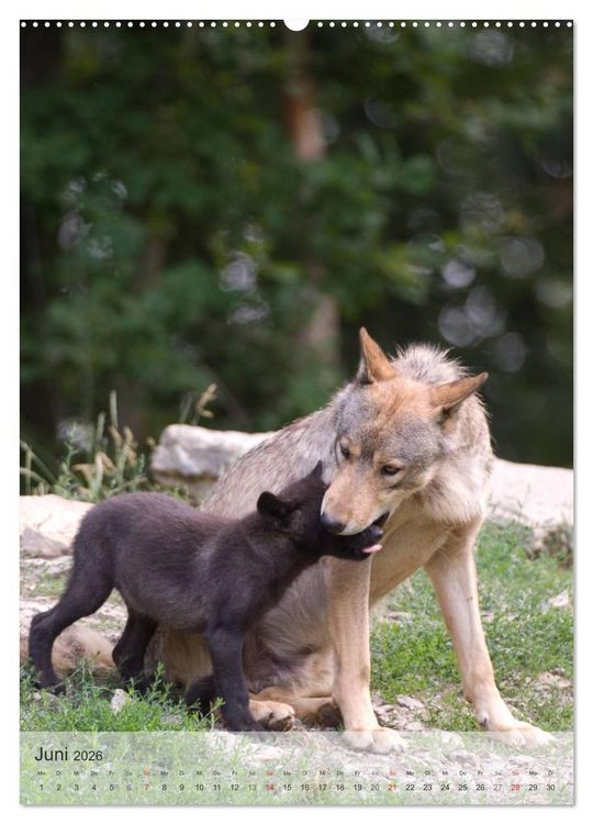 Produktbild: Emotionale Momente: Der Wolf. (hochwertiger Premium Wandkalender 2026 DIN A2 hoch), Kunstdruck in Hochglanz